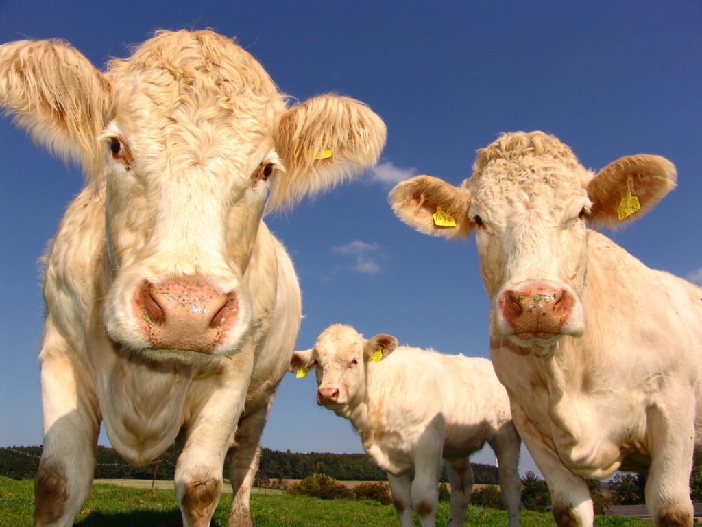 Inspecciones rusas y certificados GMP para los medicamentos veterinarios