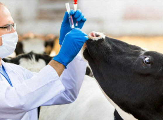 A male veterinary specialist wearing a white lab coat, face mask, glasses, and blue gloves taking a nasal swab sample from a black and white dairy cow.