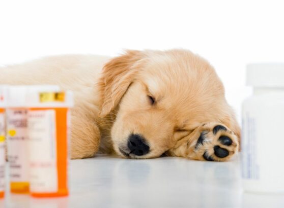 cachorro enfermo medicinas veterinarias щенок больной лекарства ветеринар dog drug
