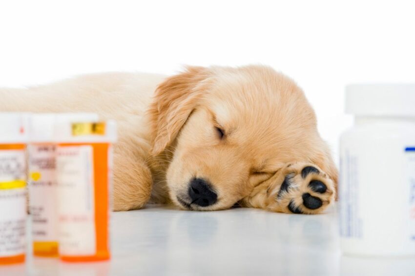 cachorro enfermo medicinas veterinarias щенок больной лекарства ветеринар dog drug