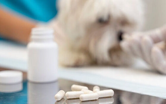 Close-up of white capsules and an open medicine bottle on a reflective surface, with a blurred small white dog being treated by a veterinary professional in the background.